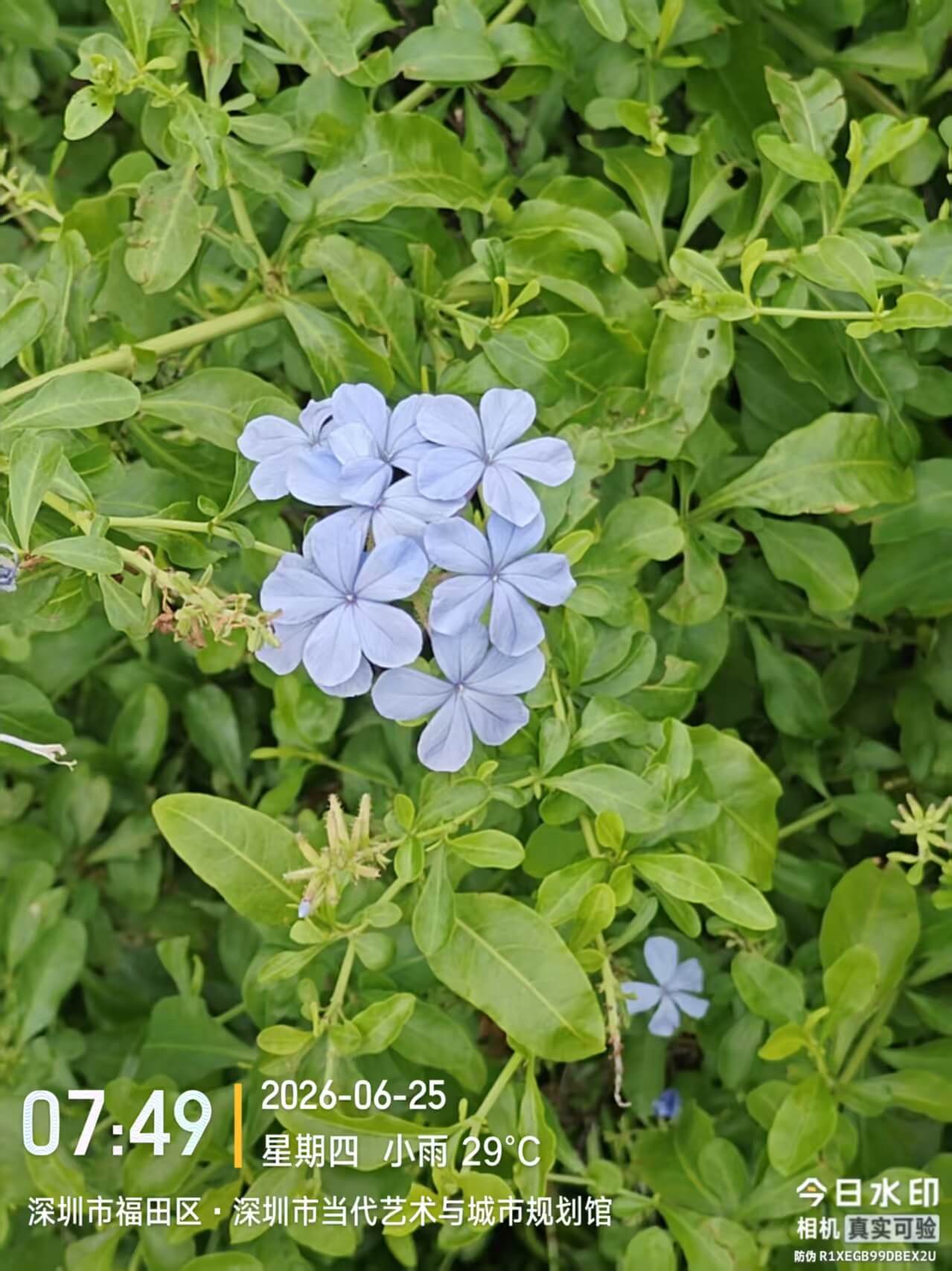 福田小雨清晨，蓝雪花在雨水里静静盛开