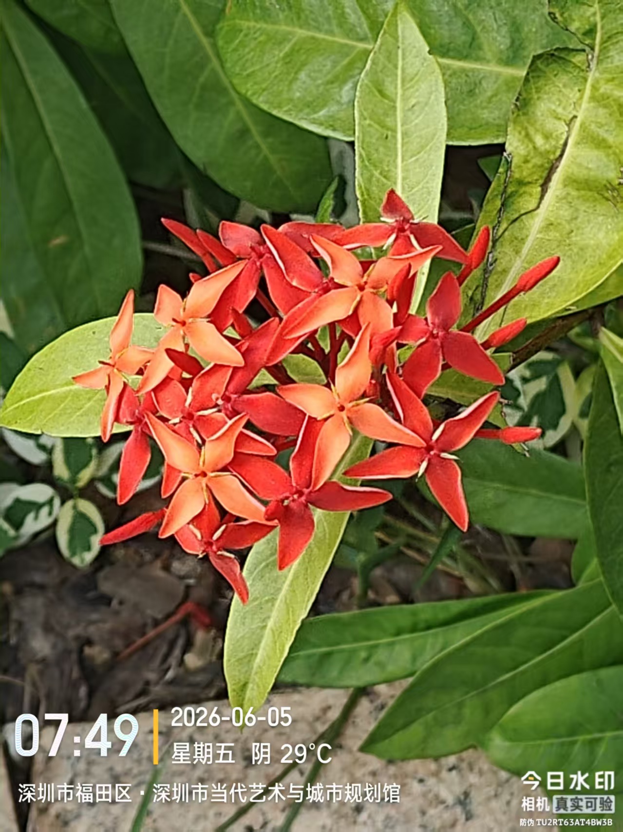 福田阴天里的龙船花,红得有些倔强